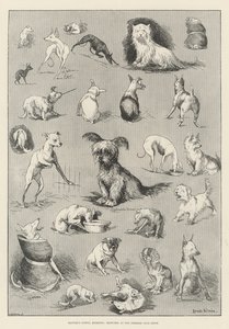 Momentos de Natureza, Sketches no Show do Terrier Club